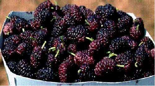 Marmellata di more di gelso