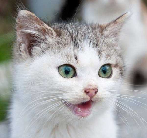 pulizia denti gatto2