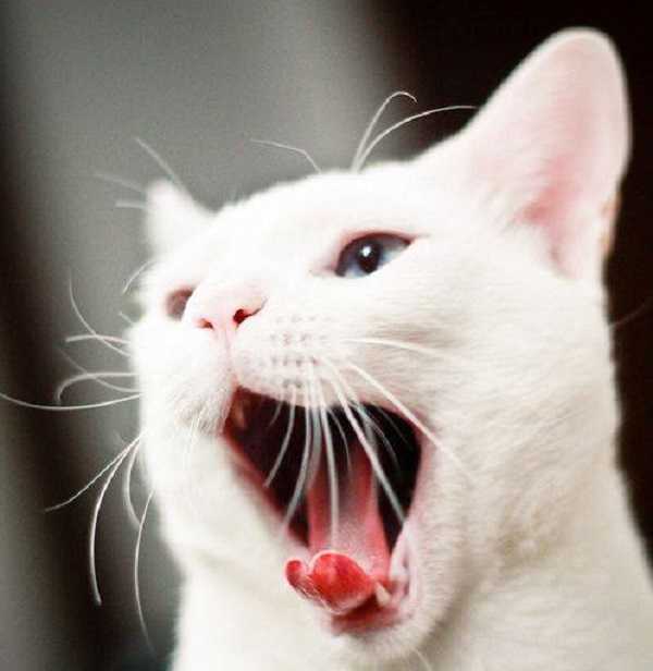 pulizia denti gatto4