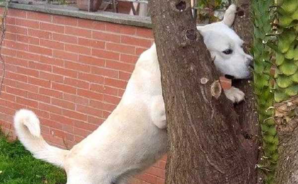 puntura d'ape al cane4