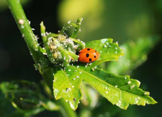 rimedi fai da te contro afidi