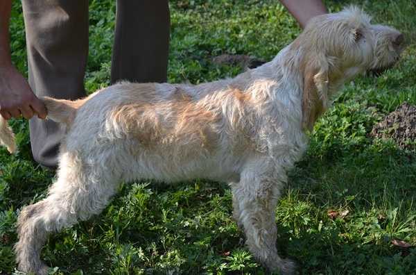 spinone italiano2