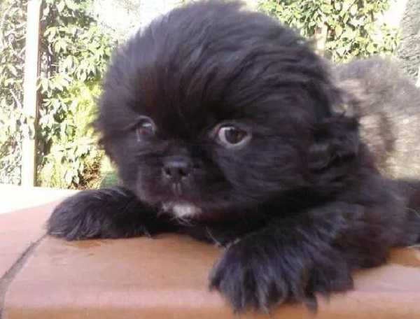 cane pechinese4