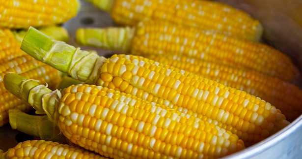 come coltivare mais da pop corn