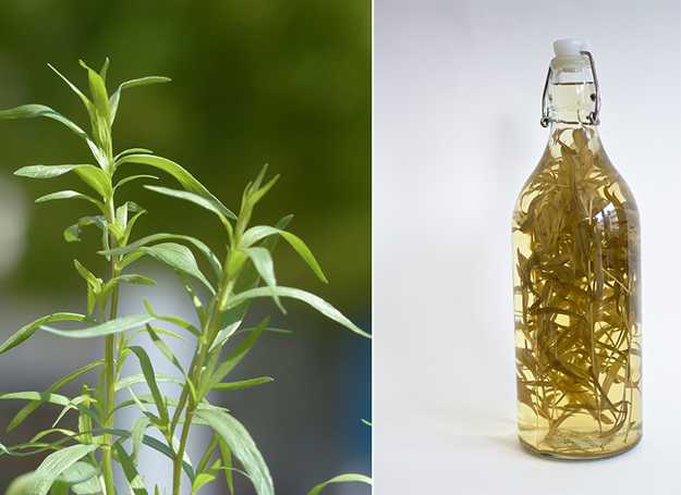 dragoncello proprietà terapeutiche