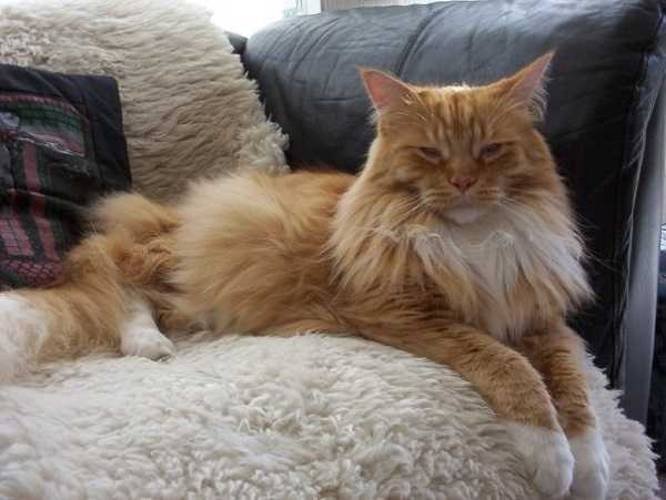 gatto main coon2
