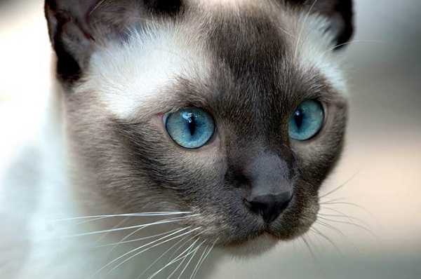 gatto siamese2