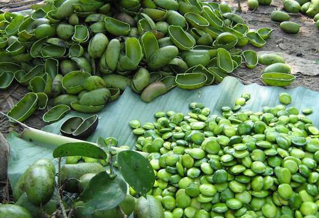 griffonia simplicifolia