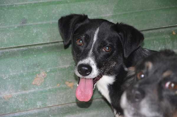 sterelizzazione cane1