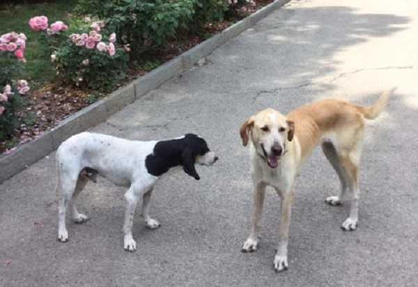 sterelizzazione cane rischi