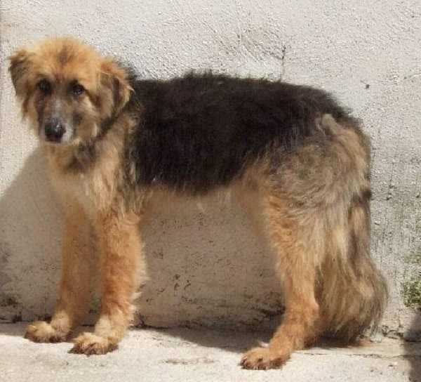 sterelizzazione del cane maschio