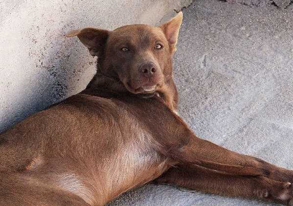 sterelizzazione cane6