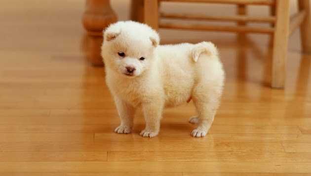 trattamento superfici in legno