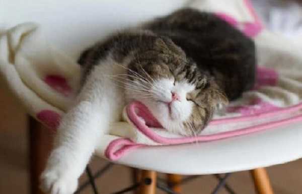 gatto rilassato su una sedia gatto rilassato su una sedia