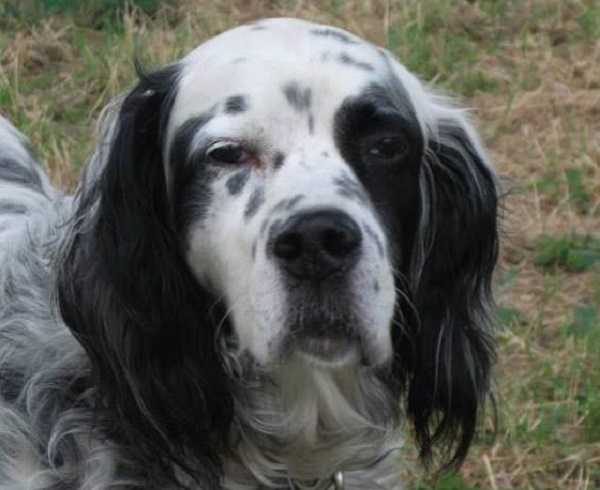 cane da caccia setter