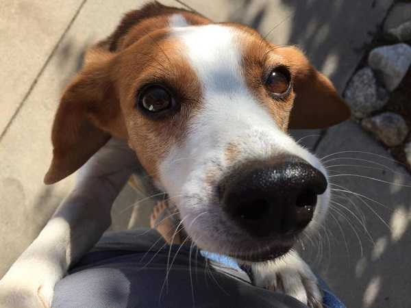 cani da caccia dolcissimo