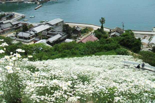 coltivare pianta di piretro