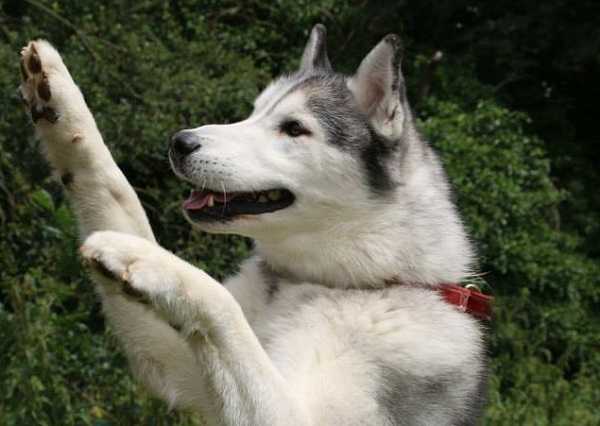 come addestrare cane1