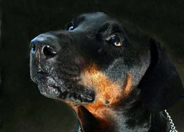 come addestrare cane2