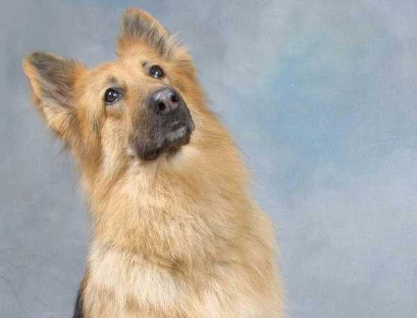 come addestrare cane3