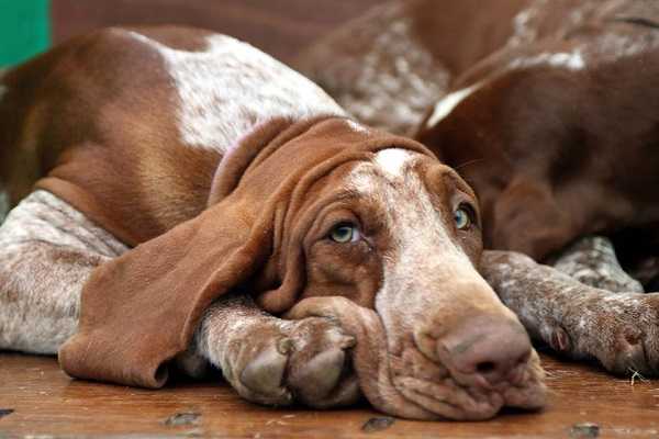 come addestrare cane4