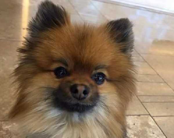 come addestrare cane6