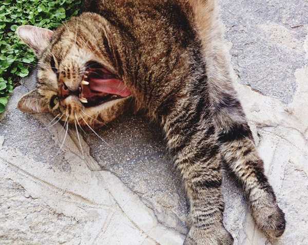 come addestrare gatto2