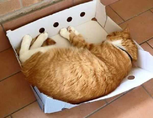 gatto in una scatola gatto in una scatola