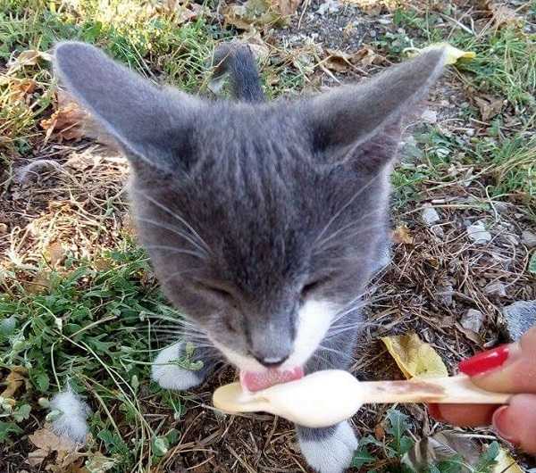 gatto che lecca gelato gatto che lecca gelato