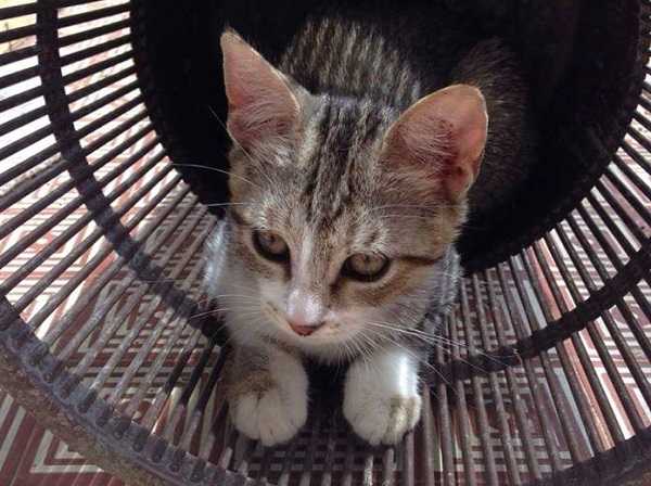 gatto dentro una ruota gatto dentro una ruota