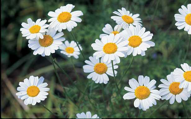 come coltivare il piretro pianta