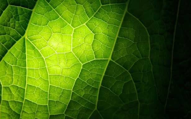 Concimazione fogliare