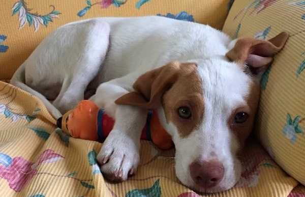 cane dolce sul divano