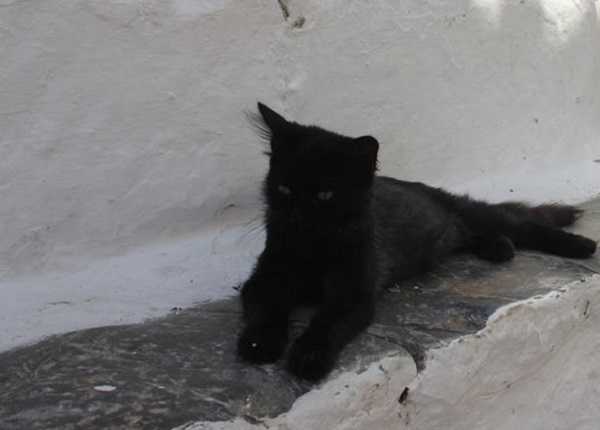 gatto nero4