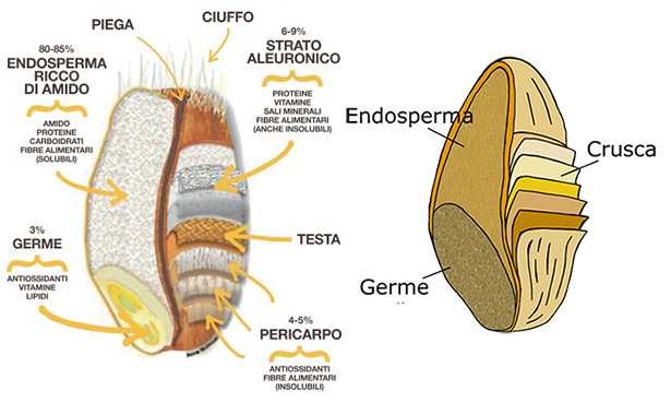 germe di grano