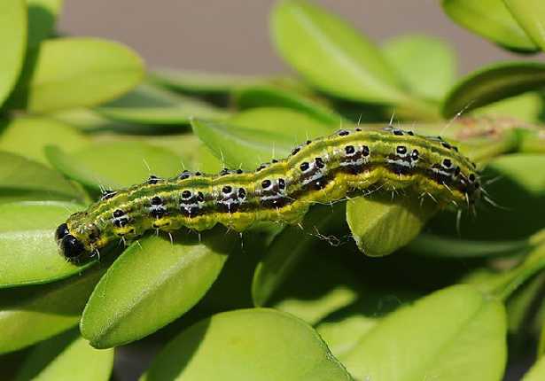 Insetticida biologico