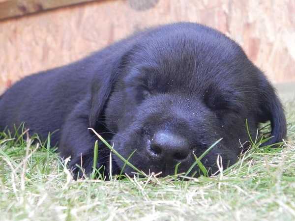 labrador retriever4