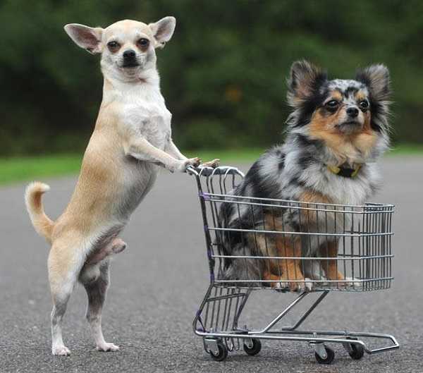 migliori crocchette cani4