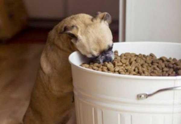 migliori crocchette cani5