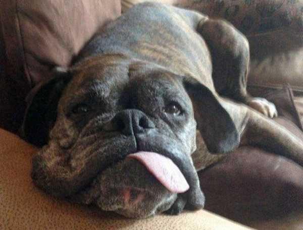 migliori crocchette cani6