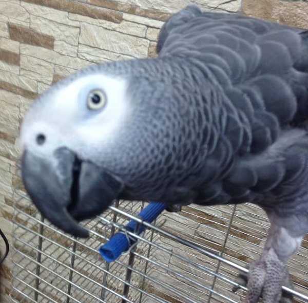 pappagalli domestici cenerino