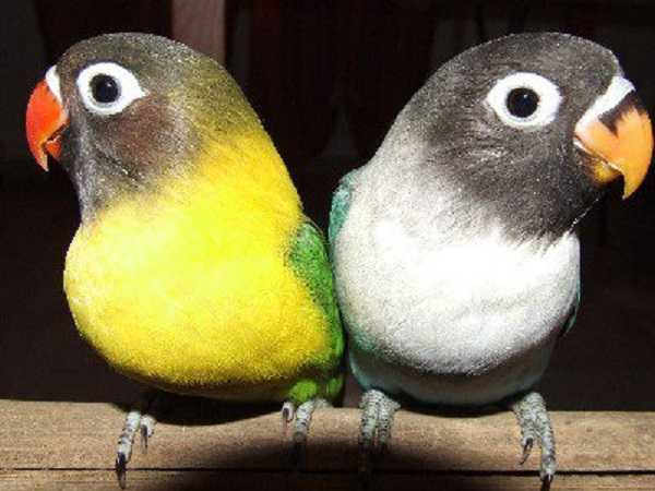 pappagalli domestici inseparabili2