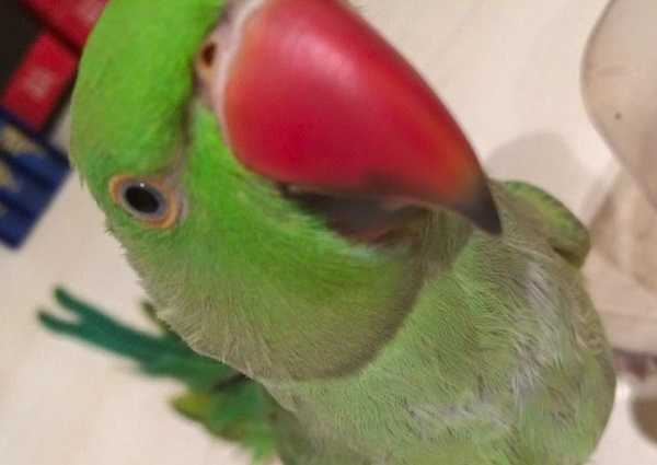 pappagalli domestici parrocchetti1