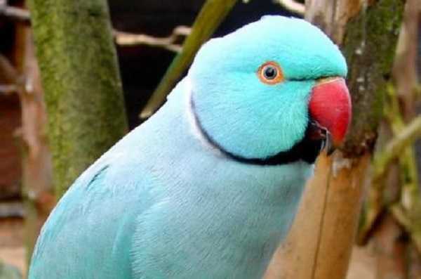 pappagalli domestici parrocchetti2