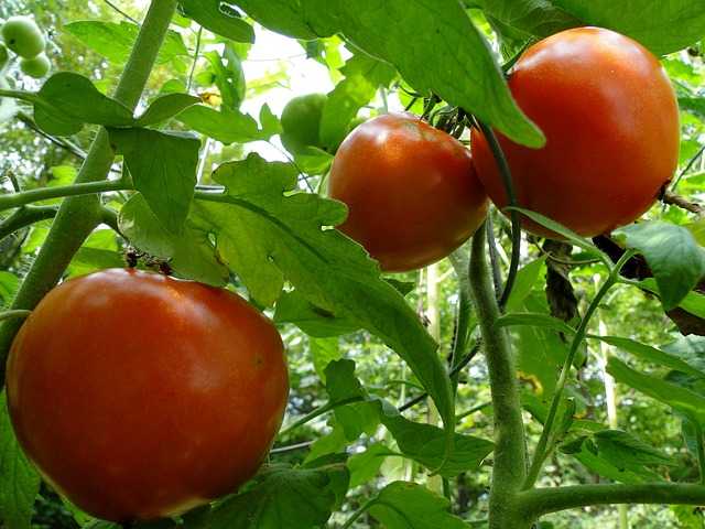 proteggere i pomodori dal sole