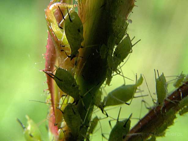 Rimedi contro gli afidi