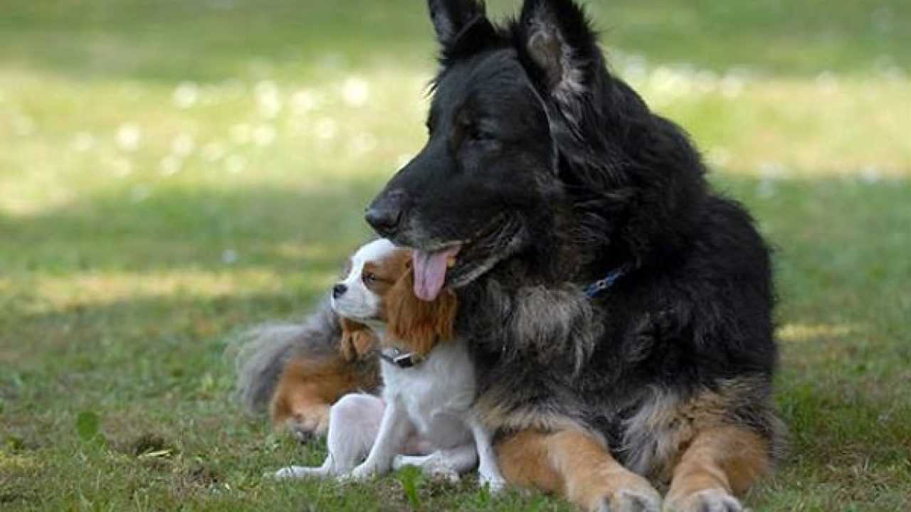 большая и маленькая собака. большая и маленькая собака. веймаранер харлоу. большая собака и маленький щенок. большая собака и маленький щенок.