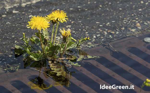 tarassaco dove comprarlo