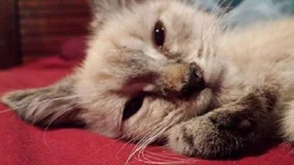 tenia nel gatto4 tenia nel gatto4