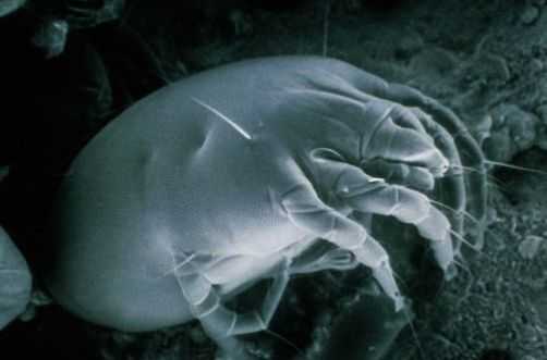 acari della polvere rimedi